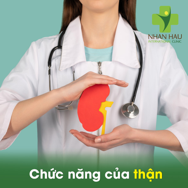 Ung thư thận giai đoạn đầu có chữa được không 1 Chức năng của thận