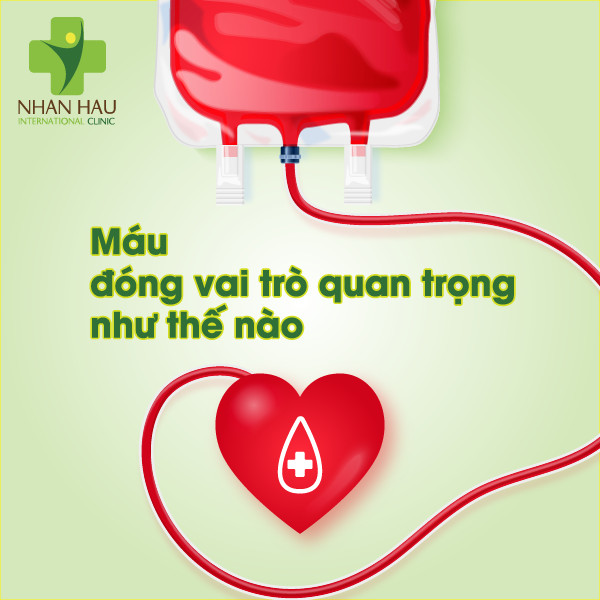 Các triệu chứng ung thư máu và những điều cần lưu ý phòng tránh 1 Máu đóng vai trò quan trọng như thế nào