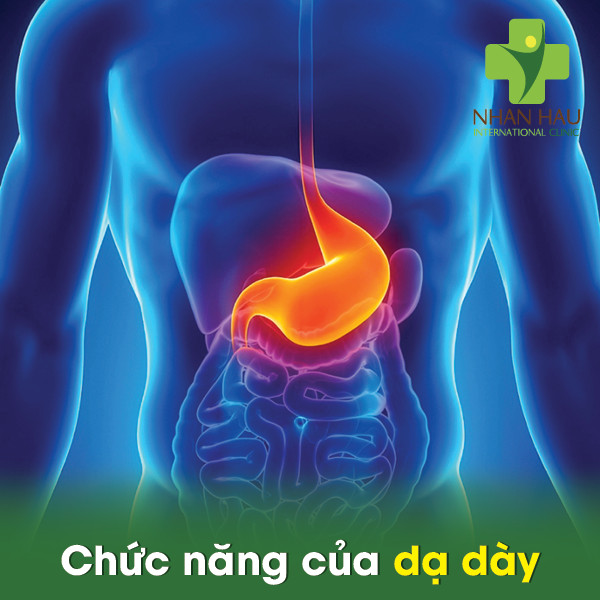 Viêm loét dạ dày và những điều nên lưu ý 1 dạ dày là gì? Chức năng của dạ dày