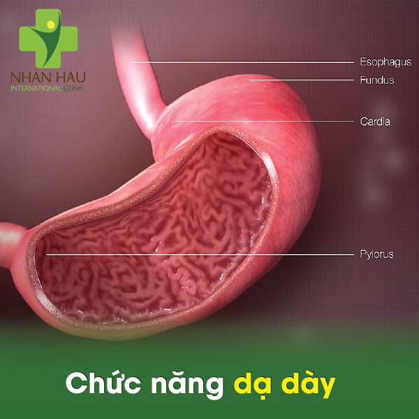 Sự nguy hiểm tiềm ẩn về việc xuất huyết dạ dày 1 xuất huyết dạ dày