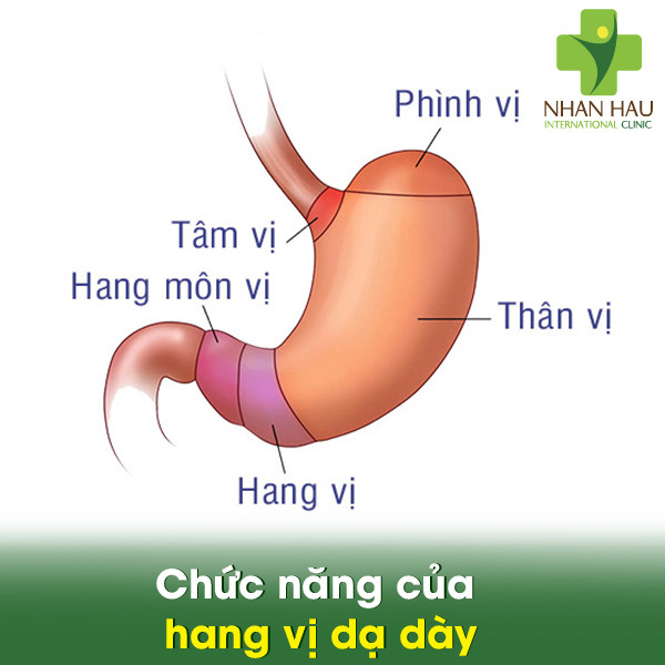 Xung huyết hang vị dạ dày và những nguy cơ gây xung huyết hang vị dạ dày 1 Chức năng của hang vị dạ dày