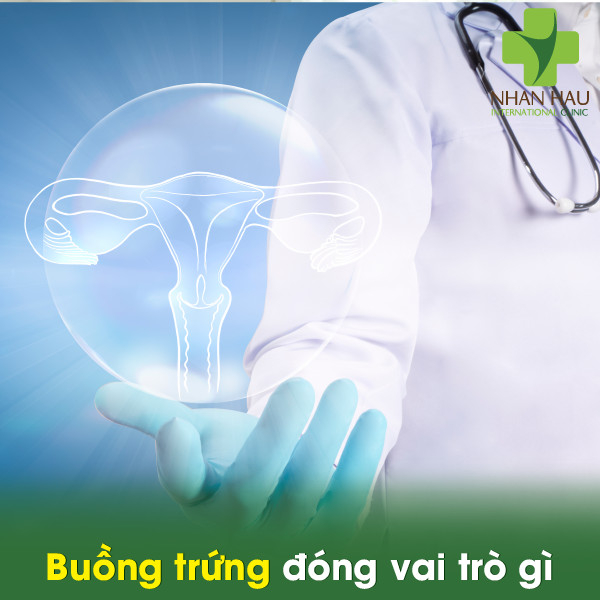 Ung thư buồng trứng và những điều lưu ý cần phòng tránh 1 Buồng trứng đóng vai trò gì