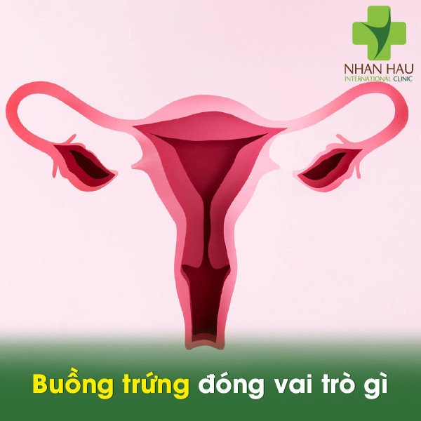 U nang buồng trứng gây nên những nguy hiểm nào 1 Buồng trứng đóng vai trò gì