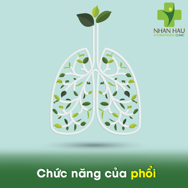 Tràn dịch màng phổi gây nên những nguy hiểm gì? 1 Phổi có chức năng gì