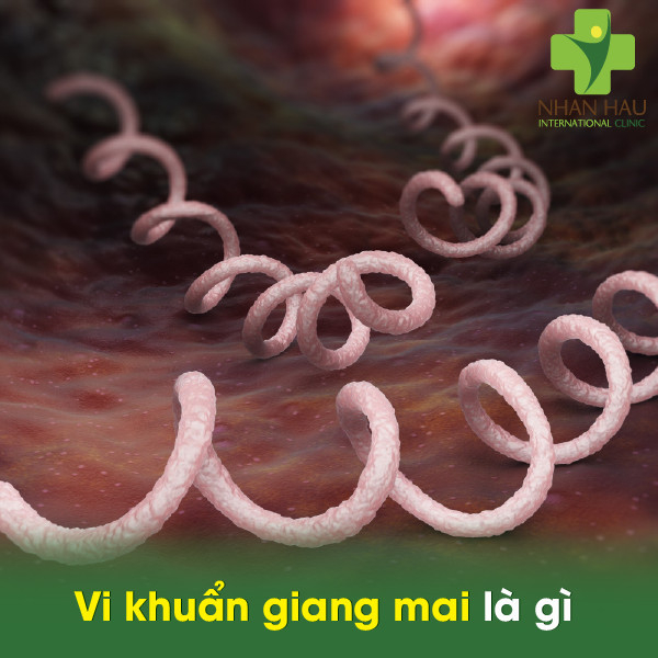 Vi khuẩn giang mai sẽ gây nên những nguy hiểm gì cho cơ thể 1 Vi khuẩn giang mai là gì