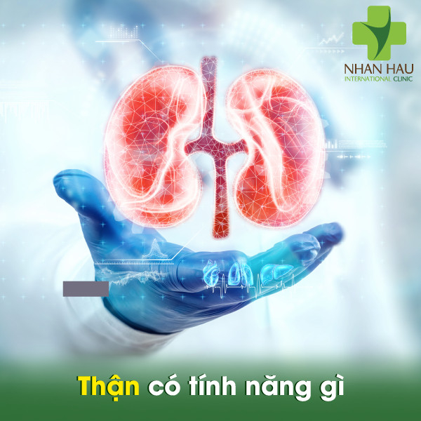Suy thận cấp tính và những biến chứng gây nên suy thận cấp tính 1 Thận có tính năng gì