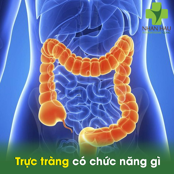 Ung thư trực tràng nên lưu ý những vấn đề gì 1 Trực tràng có chức năng gì