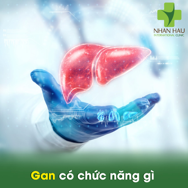 Viêm gan B nếu không chữa trị sẽ gây nên những biến chứng gì 1 Gan có chức năng gì