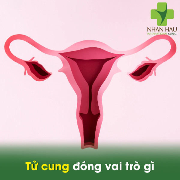 U xơ tử cung và những biến chứng nặng nề 1 Tử cung đóng vai trò gì