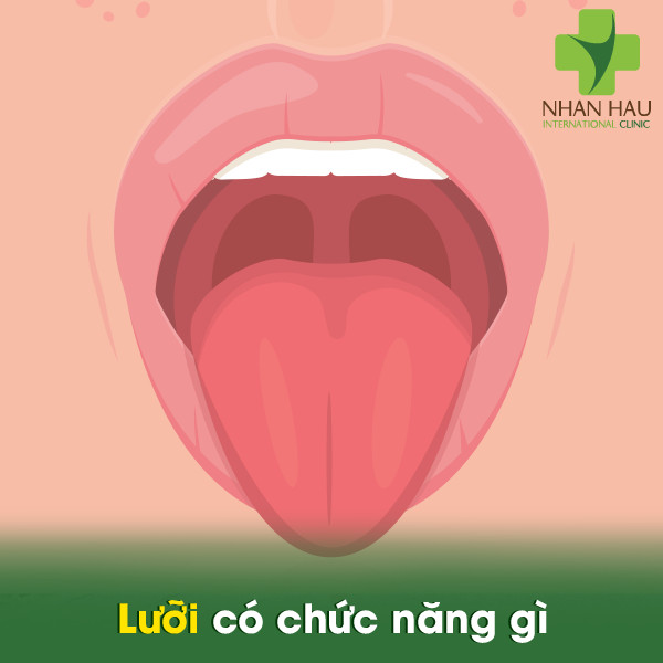 Ung thư lưỡi và những nguyên nhân nên lưu ý 1 Lưỡi có chức năng gì