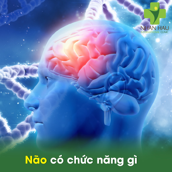 Những nguyên nhân gây thiếu máu não mà bạn nên lưu ý 1 Não đảm nhiệm chức năng gì