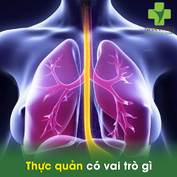Ung thư thực quản nên điều trị như thế nào 1 Thực quản có vai trò gì