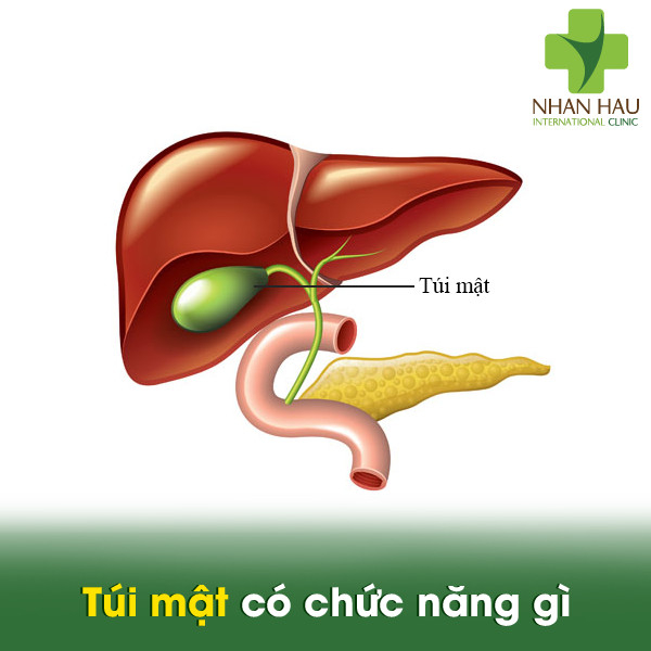 Các vấn đề cần nên lưu ý để phòng tránh ung thư túi mật 1 Túi mật có chức năng gì