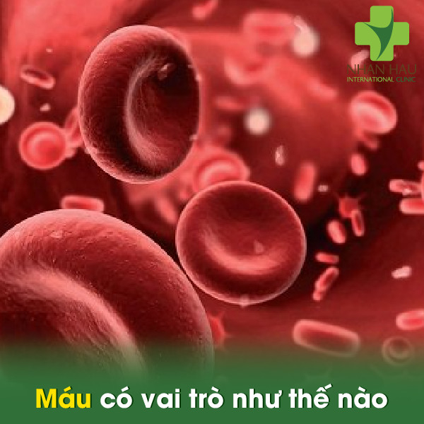 Nhiễm trùng máu nếu không điều trị sẽ gây ra vấn đề gì? 1 Máu có vai trò như thế nào