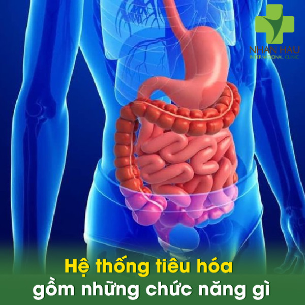 Nhiễm trùng đường tiêu hóa và biến chứng nên lưu ý 1 Hệ thống tiêu hóa gồm những gì