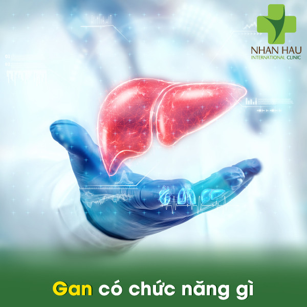 Suy gan và những dấu hiệu của suy gan 1 Gan có chức năng gì