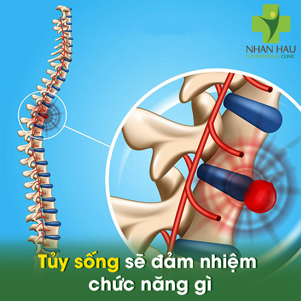 Ung thư tủy sống gây nên những biến chứng gì 1 Tủy sống sẽ đảm nhiệm chức năng gì