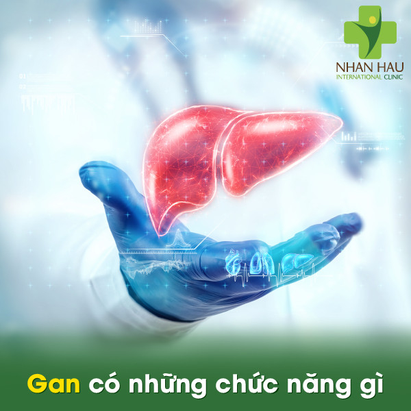 Bệnh áp xe gan sẽ gây nên những nguy hiểm gì cho cơ thể 1 Gan có những chức năng gì