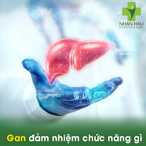 Gan nhiễm mỡ nếu không được điều trị kịp thời thì có nguy hiểm không 1 Gan đảm nhiệm chức năng gì