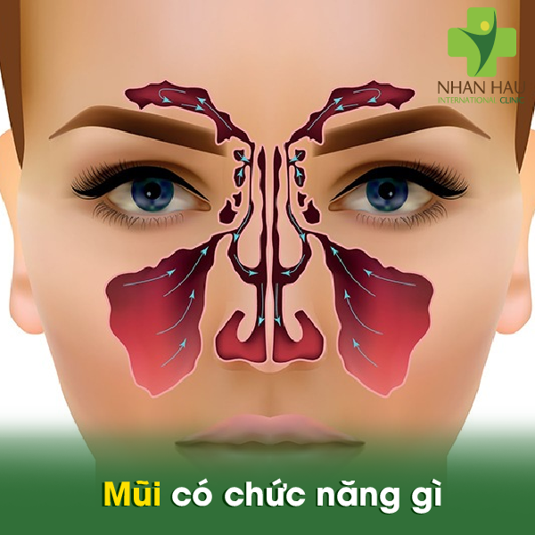 Những lưu ý cần thiết cho ung thư mũi 1 Mũi có chức năng gì
