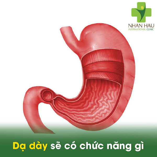 Dạ dày sẽ có chức năng gì