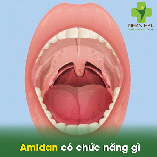 Ung thư Amidan có nguy hiểm không 1 Amidan có chức năng gì