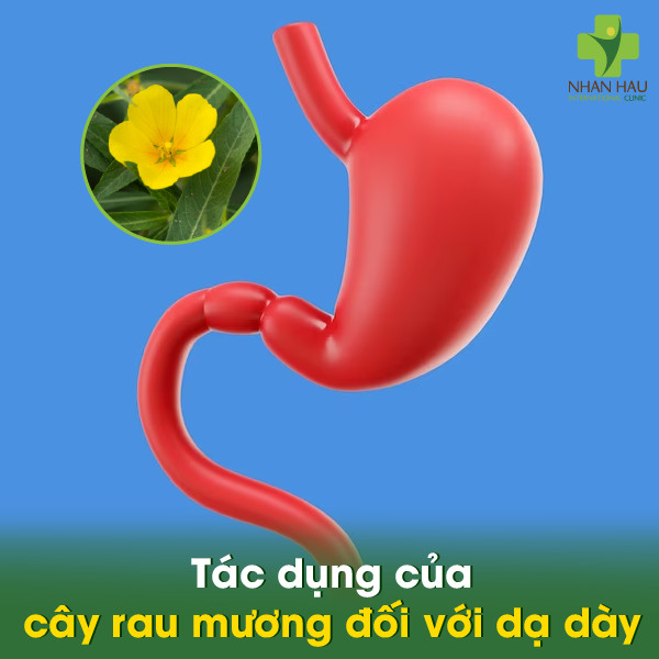 Mẹo chữa trào ngược dạ dày bằng cây rau mương hiệu quả 1 Tác dụng của cây rau mương đối với dạ dày