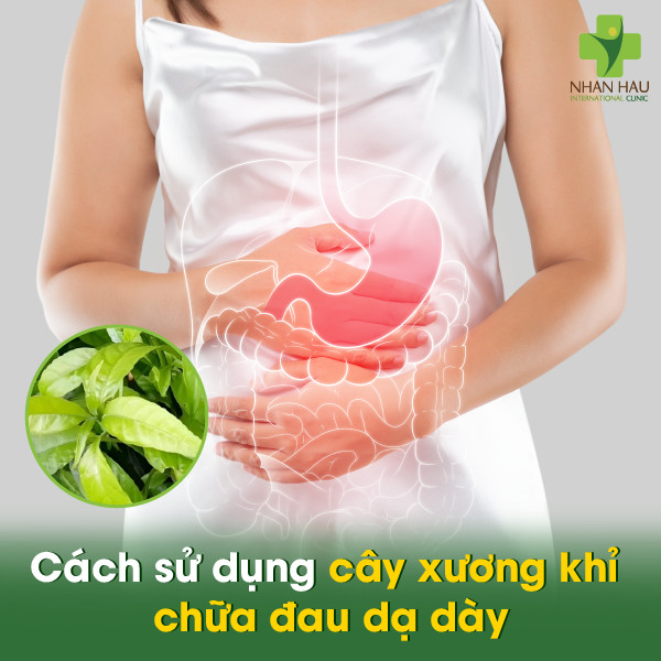 Cây xương khỉ chữa đau dạ dày: Tác dụng, cách dùng và những lưu ý 4 Cách sử dụng cây xương khỉ chữa đau dạ dày