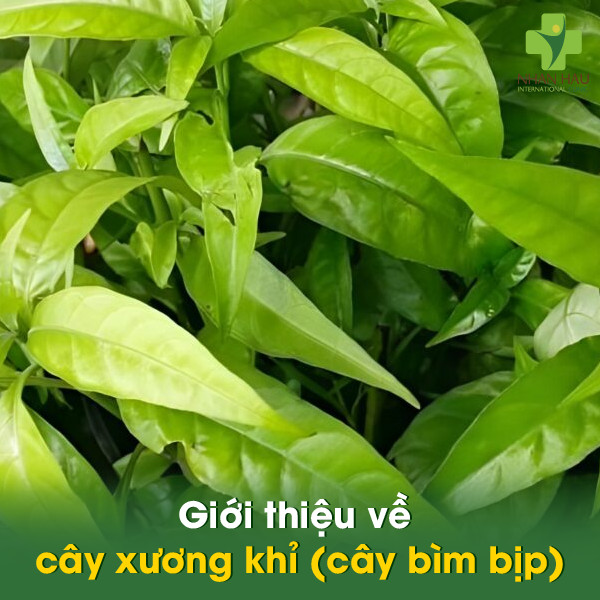 Cây xương khỉ chữa đau dạ dày: Tác dụng, cách dùng và những lưu ý 1 Giới thiệu về cây xương khỉ