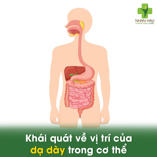 Vị trí đau dạ dày: Đau ở đâu? 1 Khái quát về vị trí của dạ dày trong cơ thể