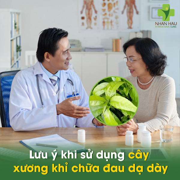 Cây xương khỉ chữa đau dạ dày: Tác dụng, cách dùng và những lưu ý 5 Lưu ý khi sử dụng cây xương khỉ chữa đau dạ dày