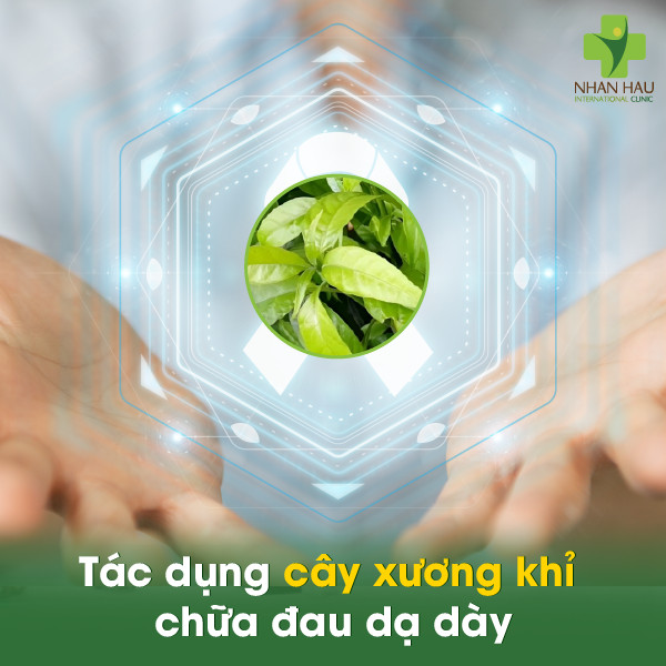 Cây xương khỉ chữa đau dạ dày: Tác dụng, cách dùng và những lưu ý 3 Tác dụng cây xương khỉ chữa đau dạ dày