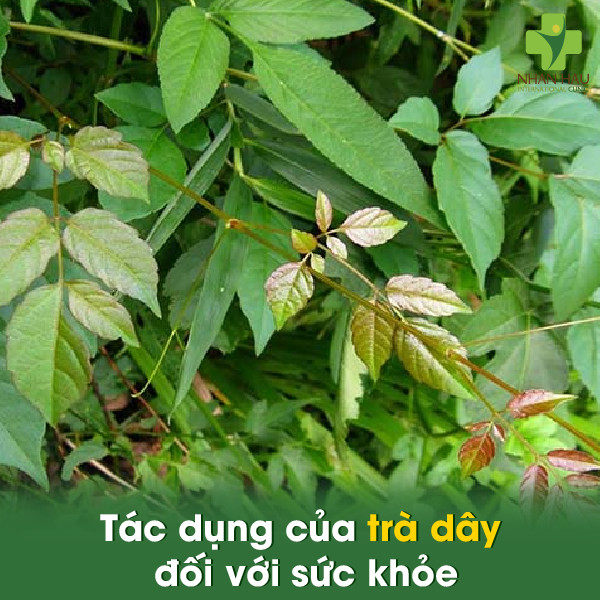 Uống trà dây chữa đau dạ dày? Uống trà dây hằng ngày có tốt không 1 Tác dụng của trà dây đối với sức khỏe