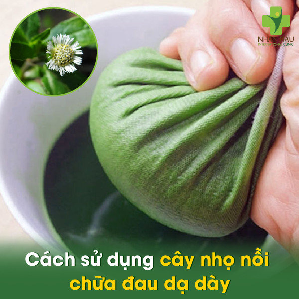 Cây nhọ nồi chữa đau dạ dày: Cách sử dụng cây nhọ nồi và những lưu ý 3 Cách sử dụng cây nhọ nồi chữa đau dạ dày