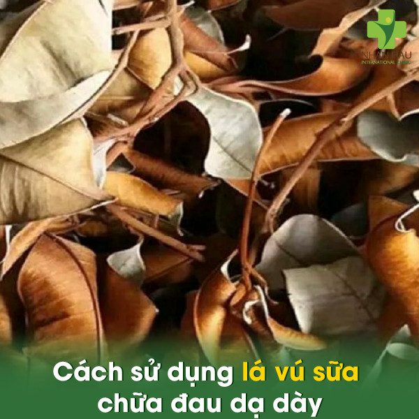 Lá vú sữa chữa đau dạ dày và cách sử dụng sao cho hiệu quả 2 Cách sử dụng lá vú sữa chữa đau dạ dày