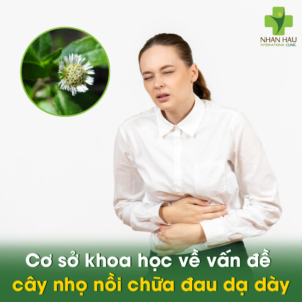 Cây nhọ nồi chữa đau dạ dày: Cách sử dụng cây nhọ nồi và những lưu ý 2 Cơ sở khoa học về vấn đề cây nhọ nồi chữa đau dạ dày