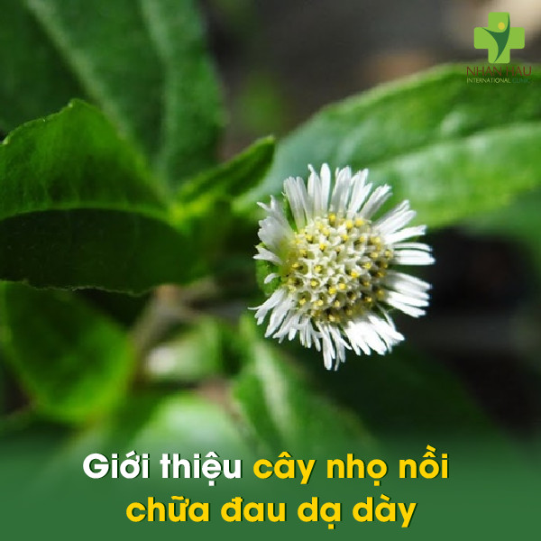 Cây nhọ nồi chữa đau dạ dày: Cách sử dụng cây nhọ nồi và những lưu ý 1 Giới thiệu cây nhọ nồi chữa đau dạ dày