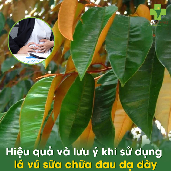Lá vú sữa chữa đau dạ dày và cách sử dụng sao cho hiệu quả 3 Hiệu quả và lưu ý khi sử dụng lá vú sữa chữa đau dạ dày