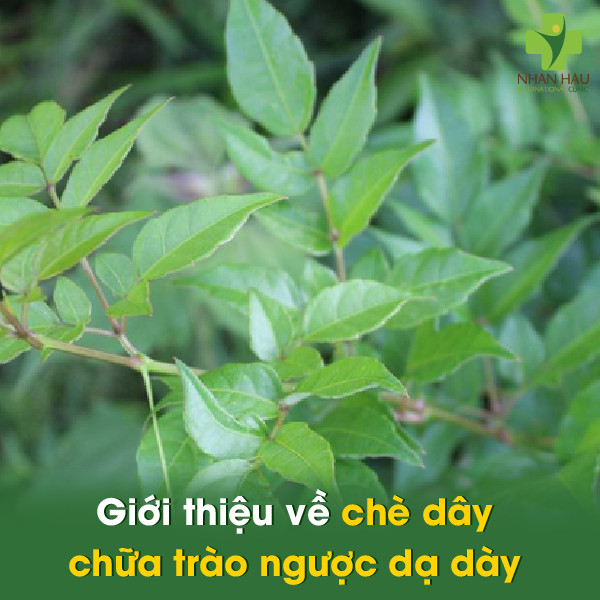 Chè Dây Chữa Trào Ngược Dạ Dày: Giải Pháp Đông Y An Toàn, Hiệu Quả 1 Giới thiệu về chè dây chữa trào ngược dạ dày