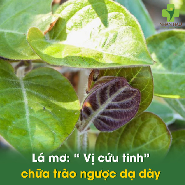 Lá mơ chữa trào ngược dạ dày: hiệu quả bất ngờ, dễ thực hiện 2 Lá mơ chữa trào ngược dạ dày