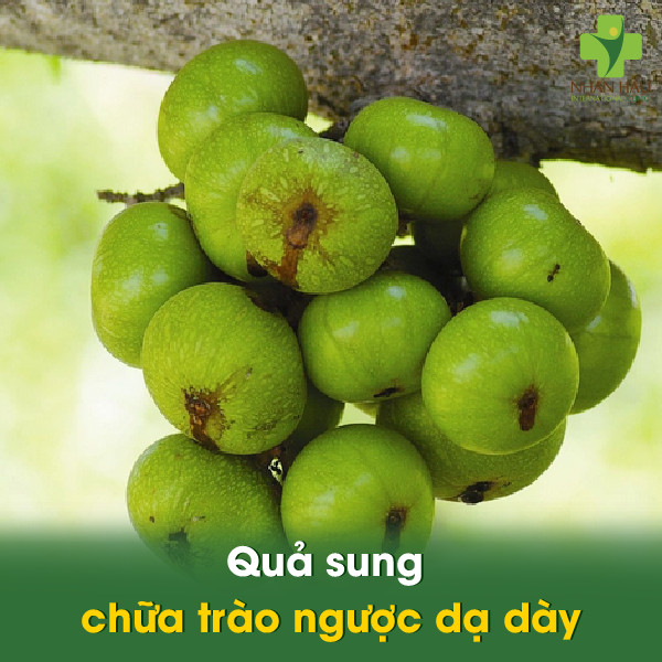 Quả sung chữa trào ngược dạ dày: Sự thật thú vị và những lưu ý khi sử dụng 2 Quả sung chữa trào ngược dạ dày