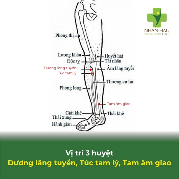 Cách bấm huyệt cho người bị tai biến mạch máu não 5 vị trí huyệt dương lăng tuyền, túc tam lý, tam âm giao