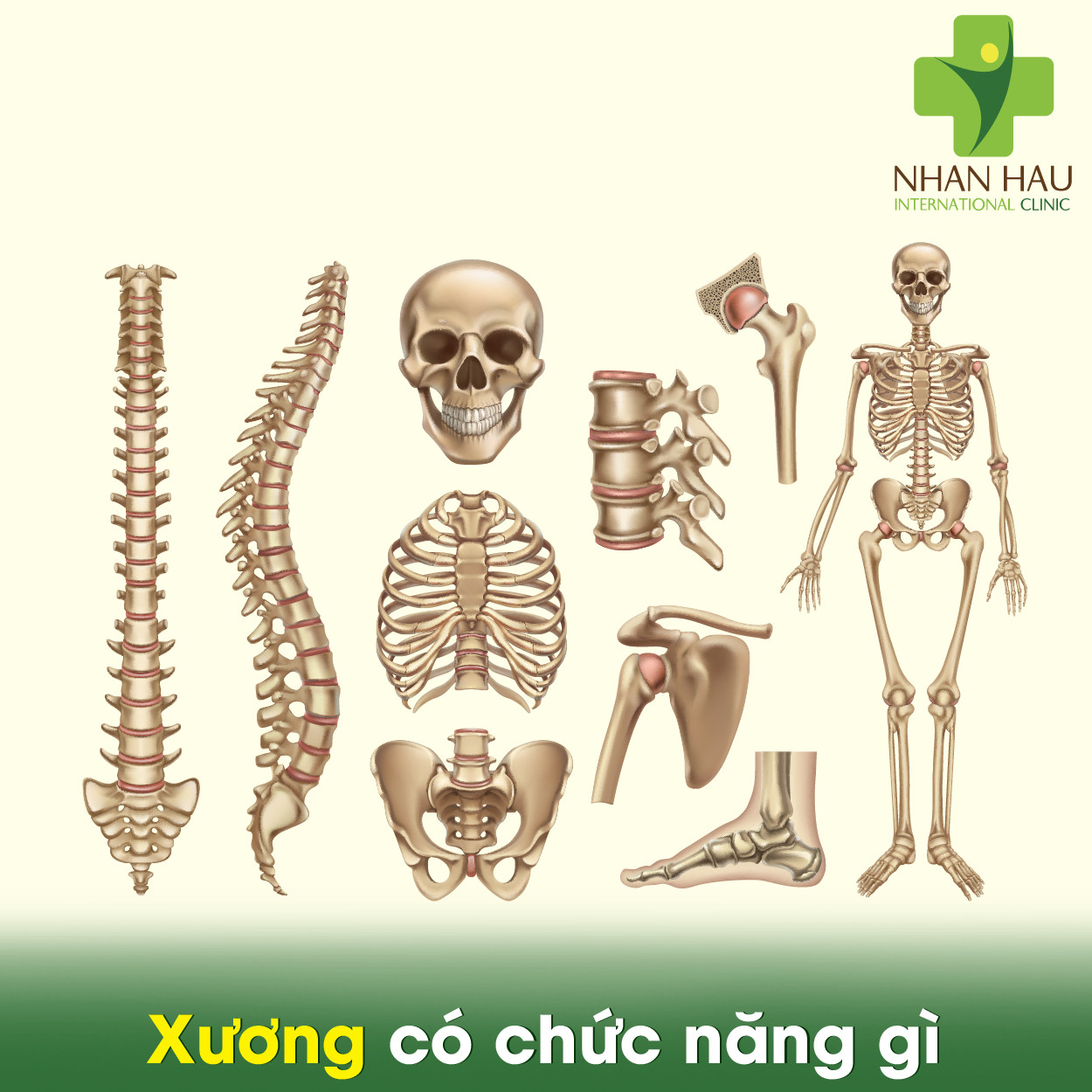 Xương có chức năng gì