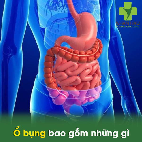 Ổ bụng bao gồm những gì