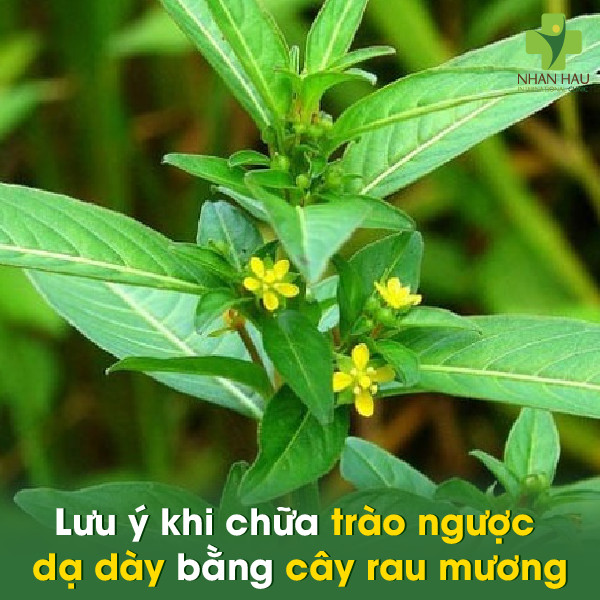 Lưu ý khi chữa trào ngược dạ dày bằng cây rau mương