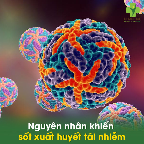 Nguyên nhân khiến sốt xuất huyết tái nhiễm
