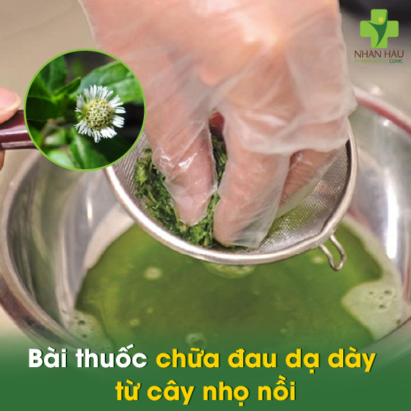 Bài thuốc chữa đau dạ dày từ cây nhọ nồi