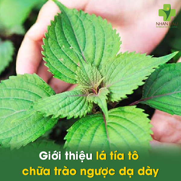 Giới thiệu lá tía tô chữa trào ngược dạ dày