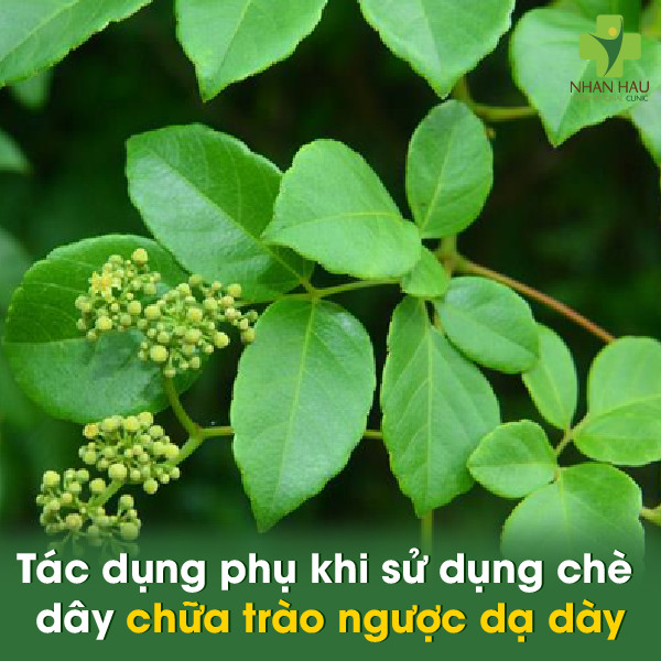 Tác dụng phụ khi sử dụng chè dây chữa trào ngược dạ dày
